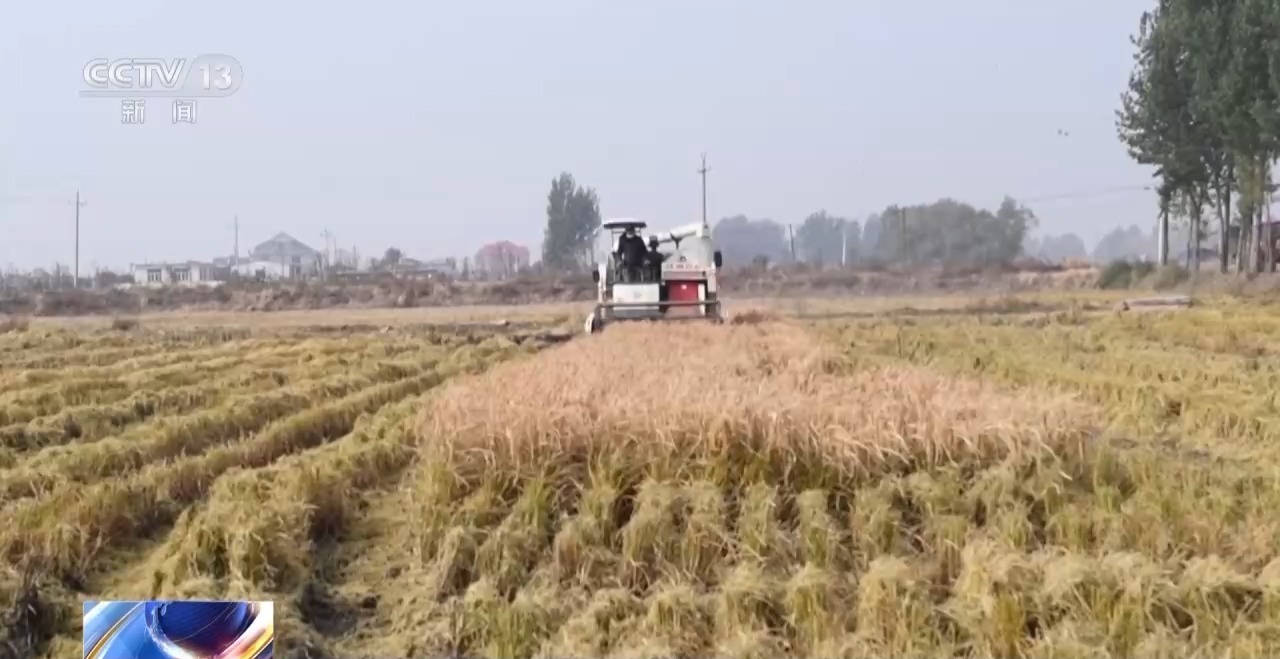 全国秋粮收购超1亿吨
