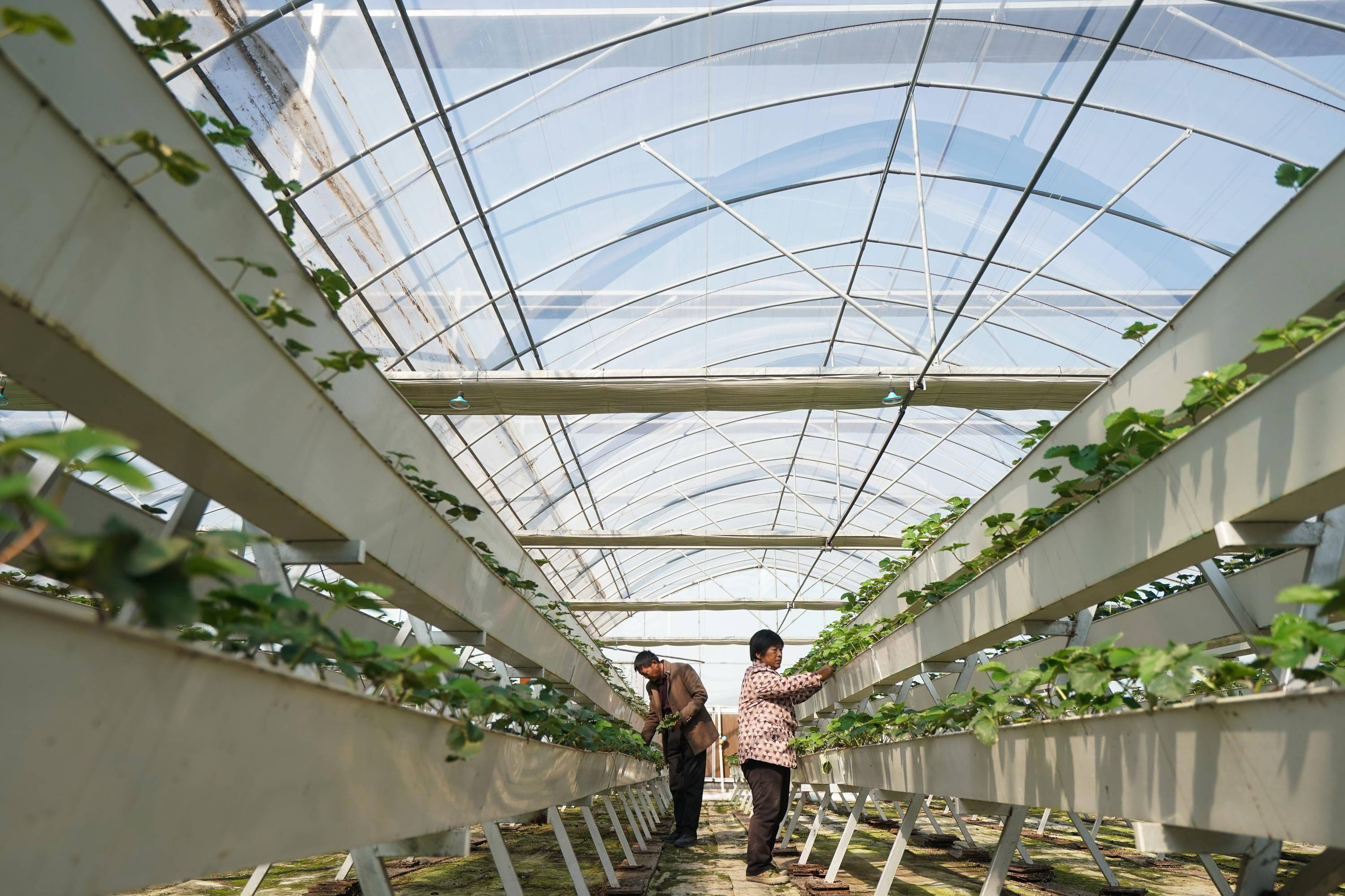 全国农业种质资源普查成效显著 上市公司赋能种业振兴