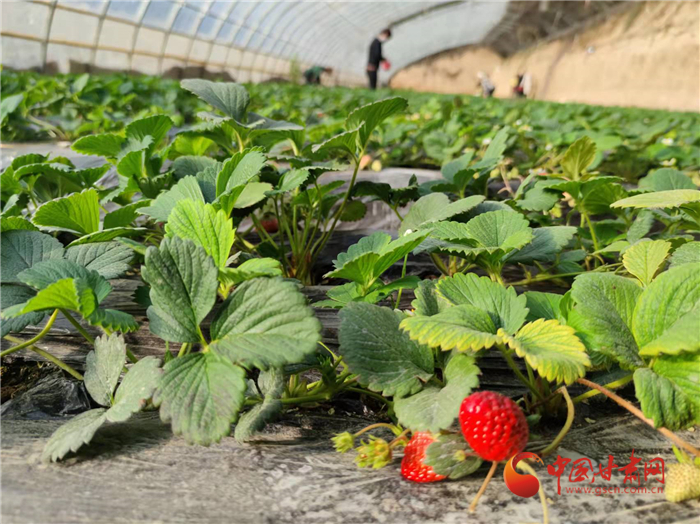 新春走基层丨1天超3万吨!感受寿光“菜篮子”的保供力