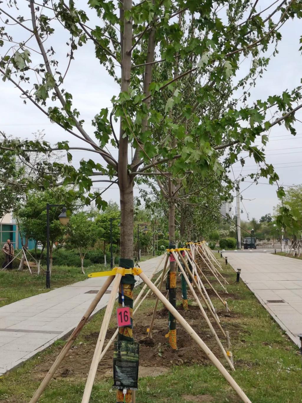 大家财险2024年绿色保险金额同比增长225.7%