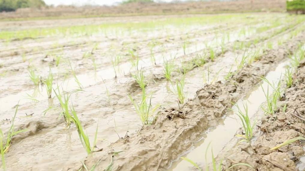 新华视点｜科技赋春耕 农事焕生机