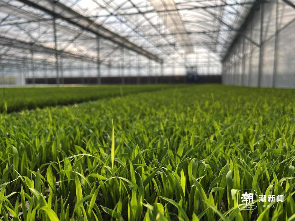 新华视点｜科技赋春耕 农事焕生机