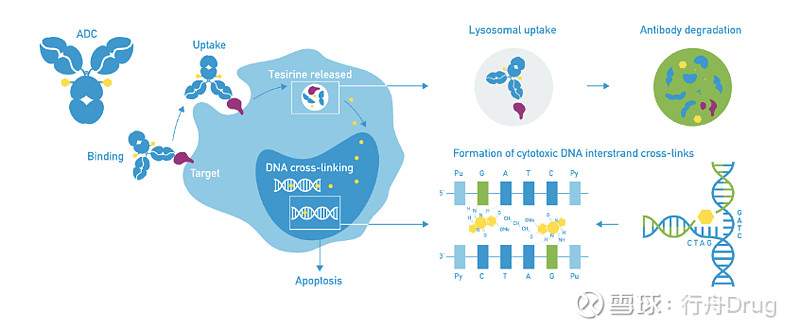 先声再明与NextCure就ADC新药SIM0505达成战略合作