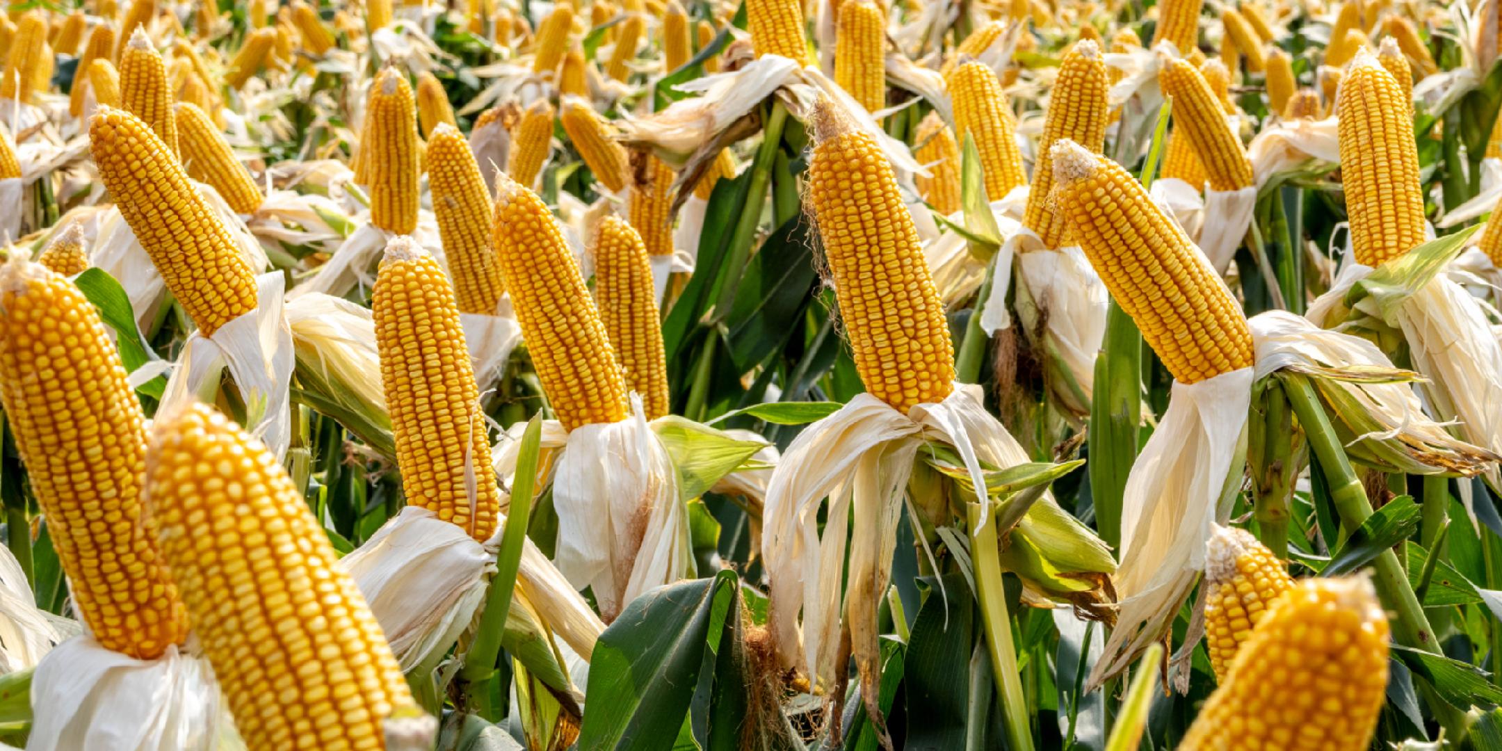 农业农村部派出工作组赴18个省份调研指导秋粮生产和防灾减灾