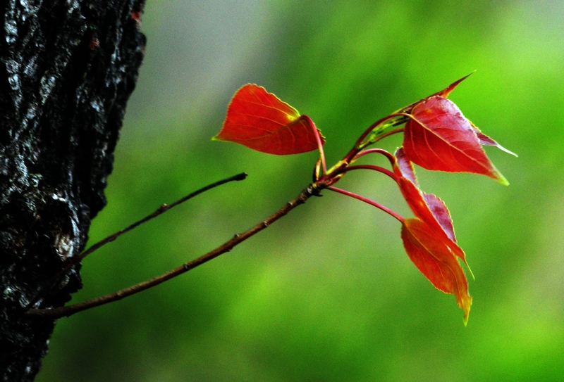 丝绸老树生出科技新芽 万事利以AI与文化挖掘传统产业价值