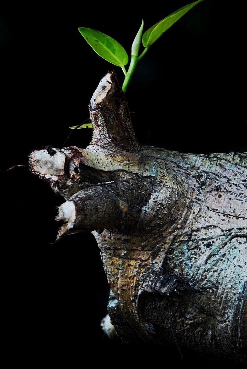 丝绸老树生出科技新芽 万事利以AI与文化挖掘传统产业价值