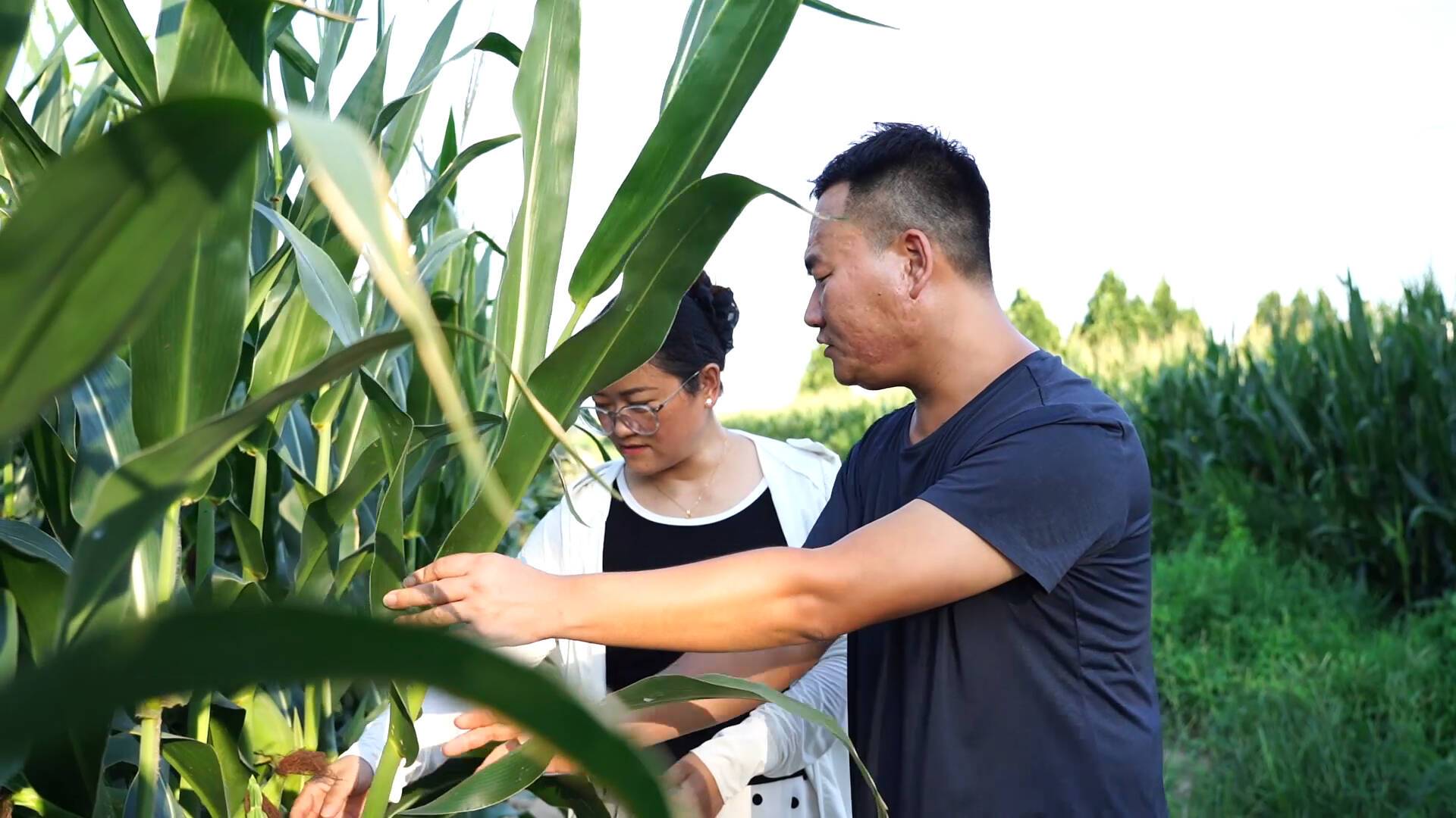 科学防治保丰收——秋粮主产区“虫口夺粮”观察