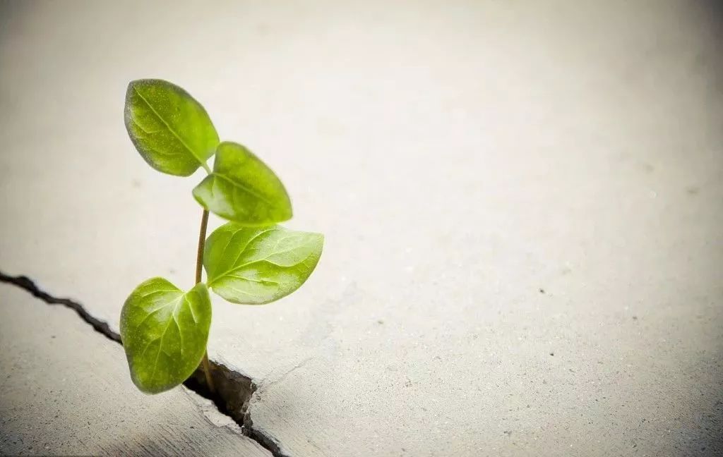 成长风起红利承压 策略升级构建韧性组合