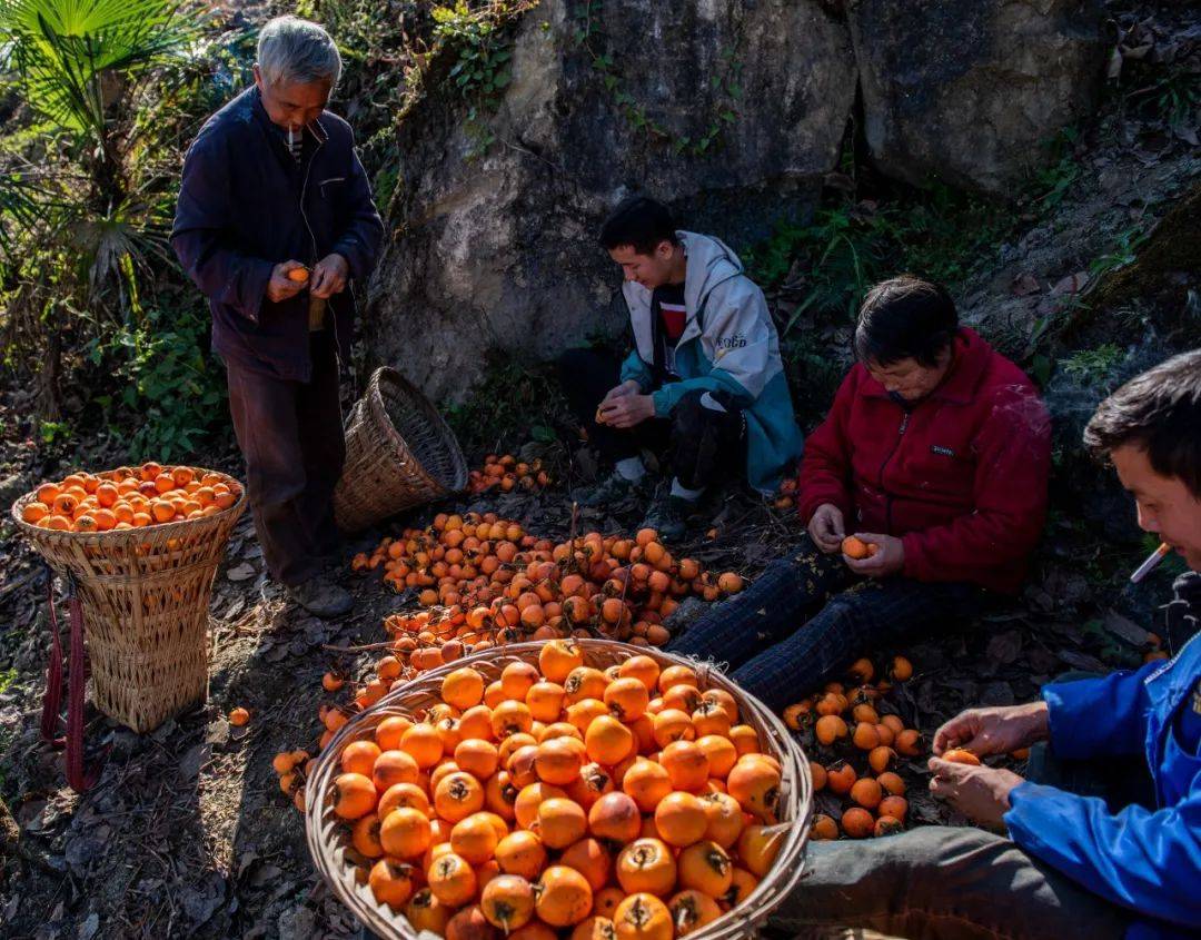 中国农民丰收节丨种子也要竞争上岗？内蒙古扎赉特旗的粮收得早产量高