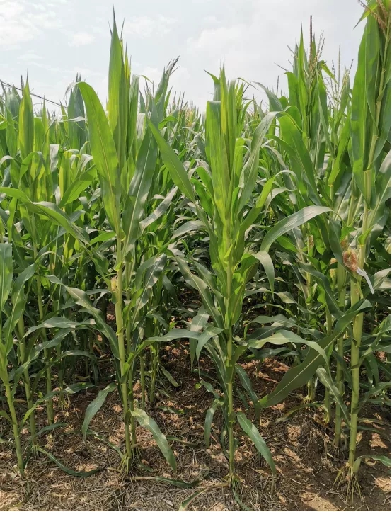 “十四五”期间我国农业发展方式全面绿色转型取得积极成效