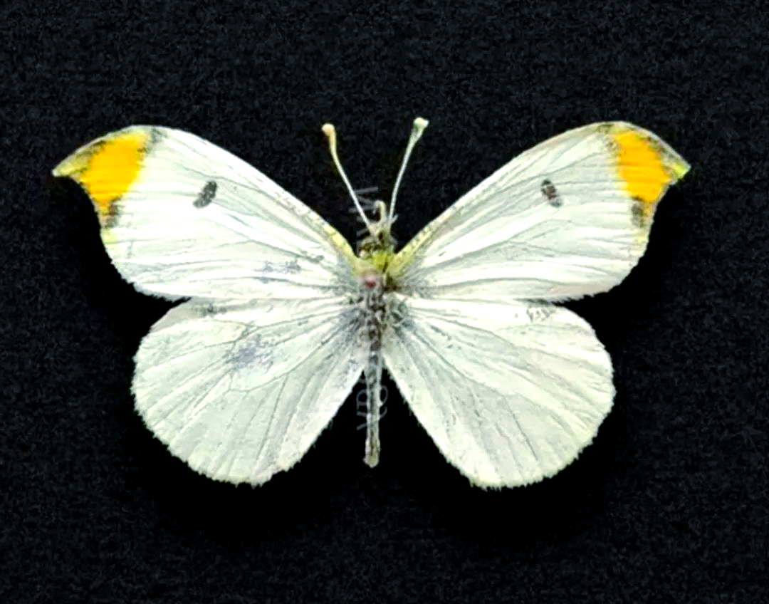 特写：芝山村“蝶变”