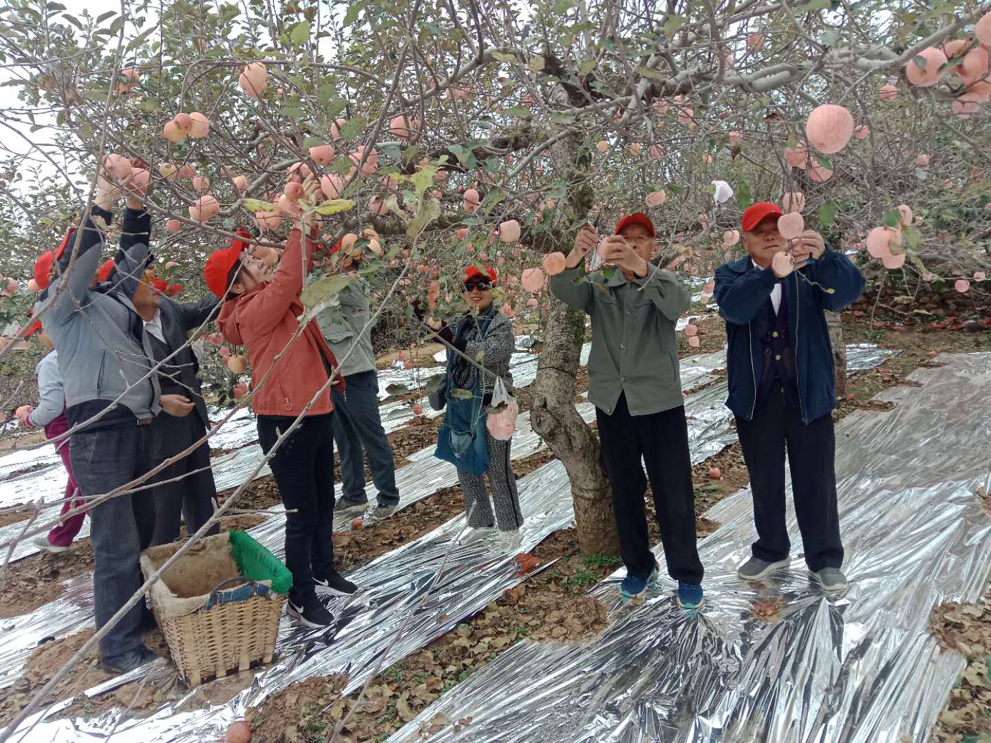 海证期货携手浙江联华再续苹果产业助农新篇