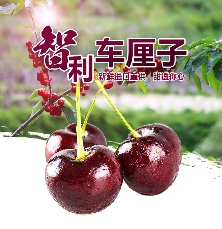 通讯：智利“车厘子快线”启程　见证中国市场全球机遇