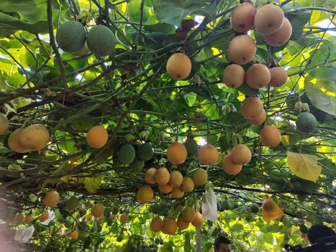 广发期货开展消费帮扶助力云南省勐海县乡村振兴