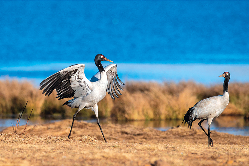 四中全会精神在基层丨内蒙古磴口:沙漠“蓝海”增“绿”记