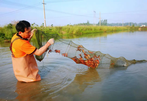 2025“三农”成绩单丨筑牢粮安“压舱石” 守护民生“基本盘”