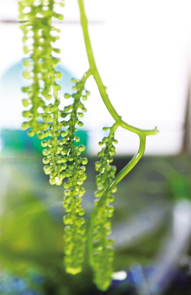 培育“航天月季” 力鸿一号完成亚轨道飞行试验任务