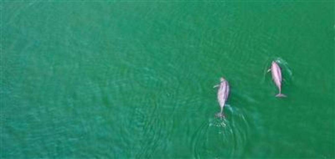 1426头!长江江豚数量实现恢复性增长