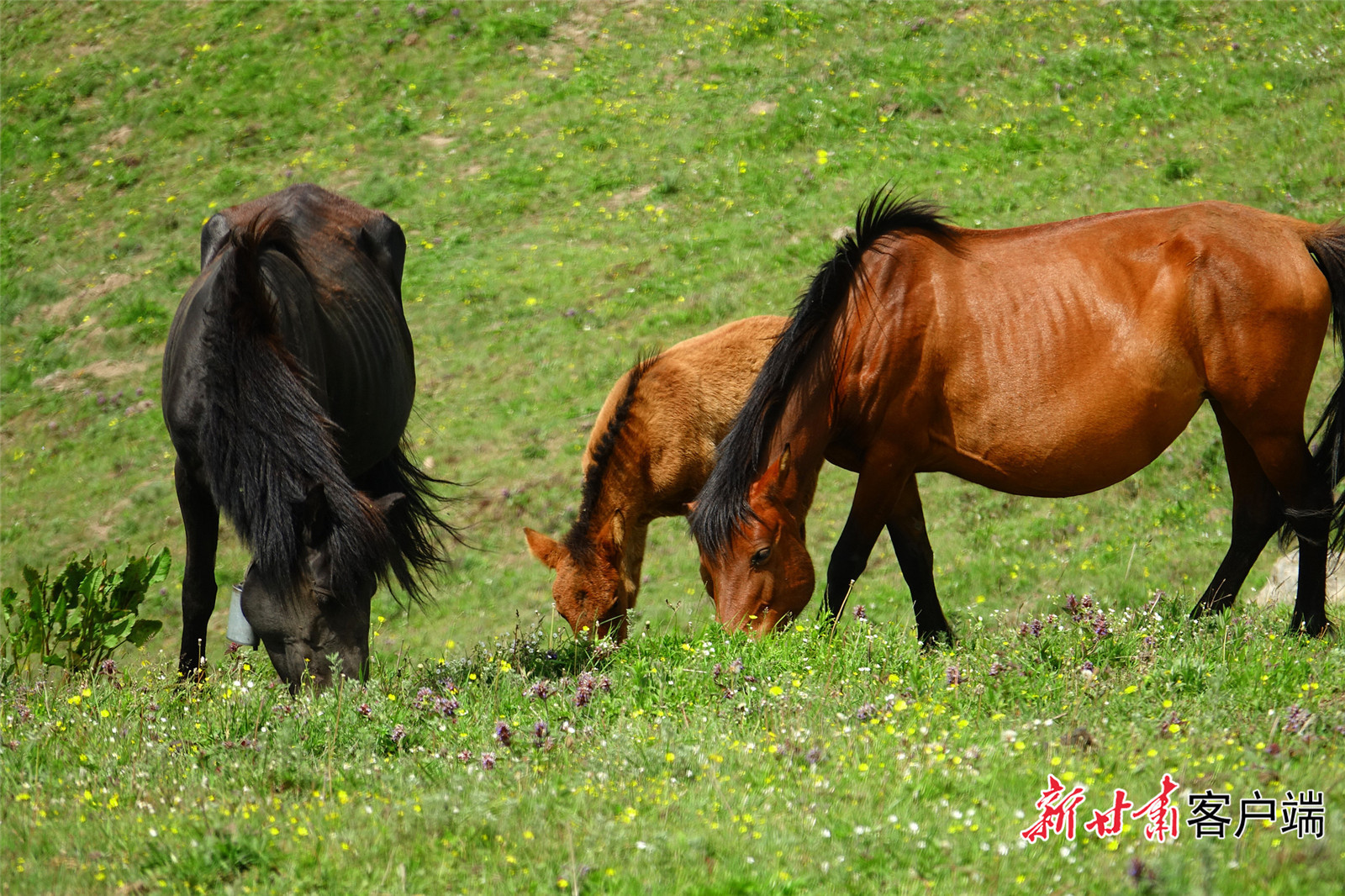 新春走基层·驻外记者回乡手记|中国！飞驰的骏马