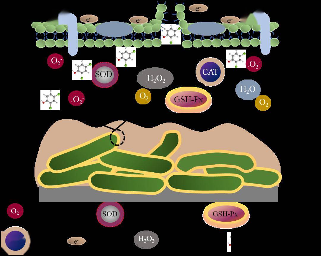 前沿生物与葛兰素史克达成小核酸药物全球授权许可合作