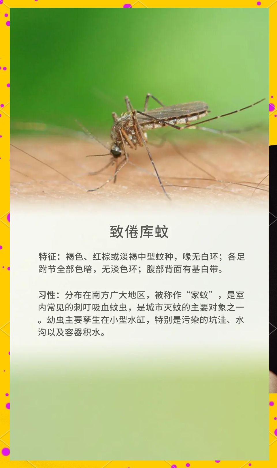 唠“科”话丨为啥蚊子总叮你?“招蚊”跟血型相关?